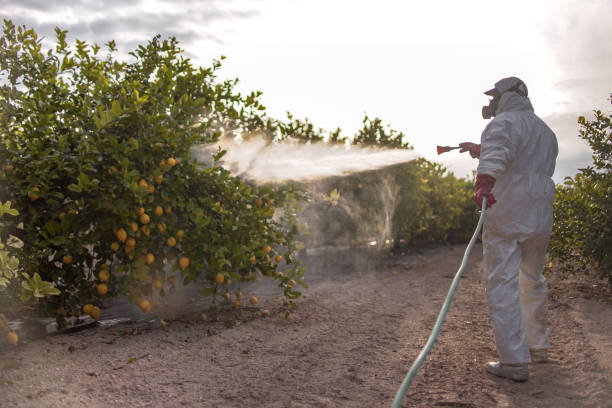Best Local Pest Control Services  in San Manuel, AZ
